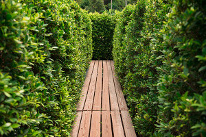 hedge sculpting