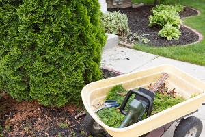 hedge trimming brisbane